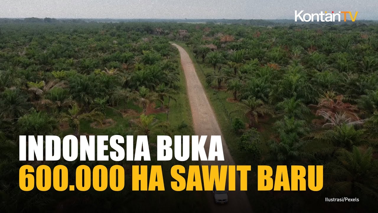 KONTAN: Indonesia Plans Massive Expansion of Palm Oil Plantations