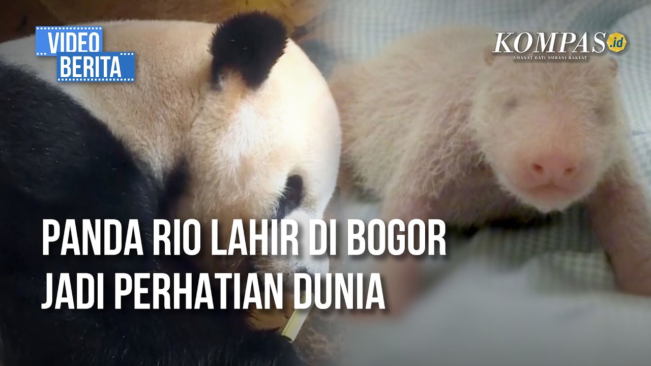 Harian Kompas: First Giant Panda Born in Indonesia Makes Historic Steps